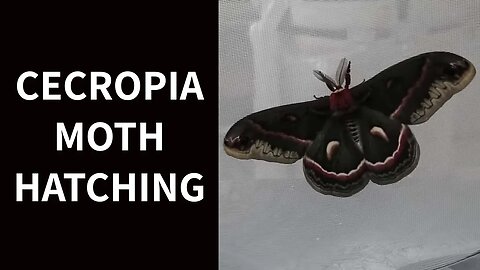 Cecropia Moth Hatching