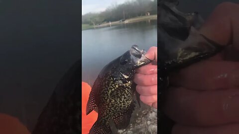 Crappie spawn #fish #getreel #fishing #catchingfish #crappiefishing #nature #fishingvideo #sport