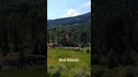 Was I to close to their Nest? #birdattack #shortsvideo