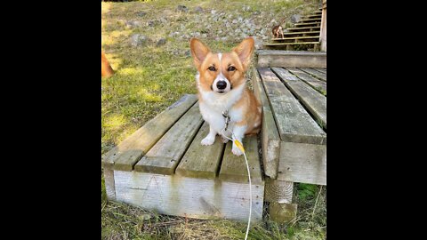 Corgis up and down on stair