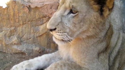 Playing With Lion Cub Is Less Exciting Than Playing With A Kitten