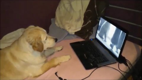 Golden Retriever watches game film of herself learning dog tricks