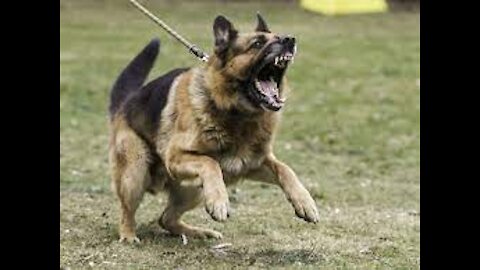 How to defend against a dog. Self defense against dog attack