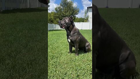 Regal Cane Corso Soaking Up the Sun 🐶☀️