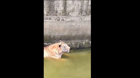 Tiger in water.