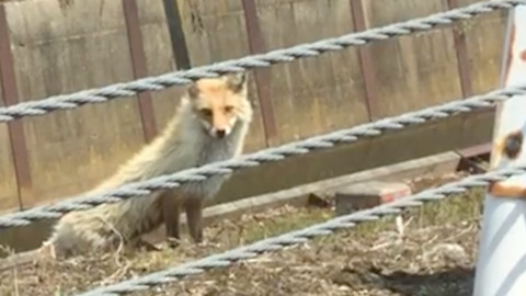 Meeting Cute Wild Fox on the Road