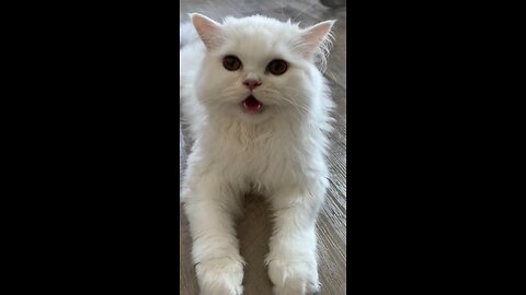 Cat Panting After Playing