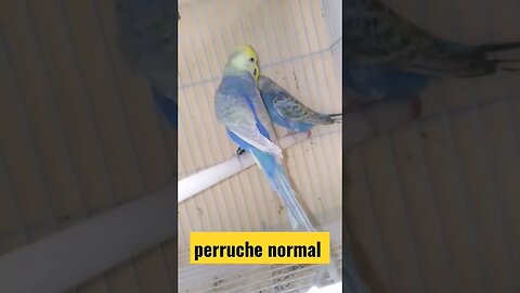 perruche-ouiseu normal