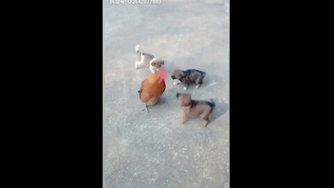 Dog VS Chicken Fight - Funny Pet Video Compilation #1