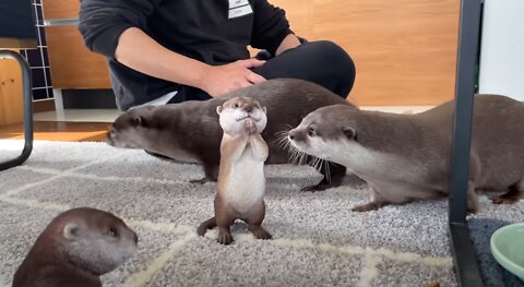 Reaction of Otters When I Put Otter Dolls Next to Them