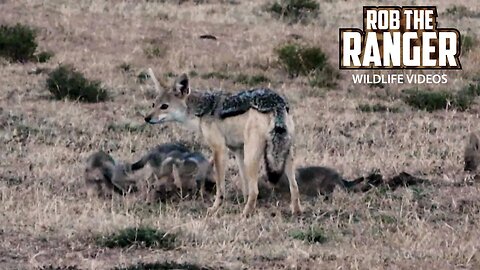 Black-Backed Jackal Den | Lalashe Maasai Mara Safari