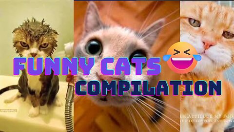 Hilarious Cat Compilation - Best Funny Cat Videos 2023 😂🐈!!