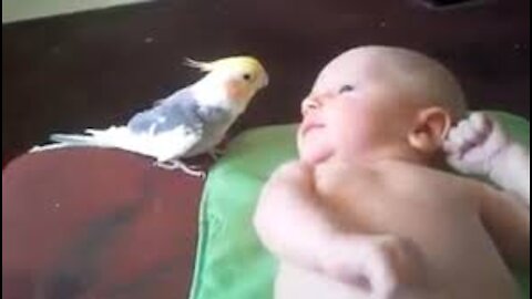 Awwdorable video of parrot playing with bird babies go viral video.