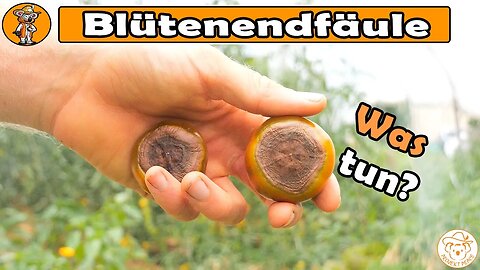 TU DAS, wenn deine Tomaten von unten faulen - Blütenendfäule bei Tomaten