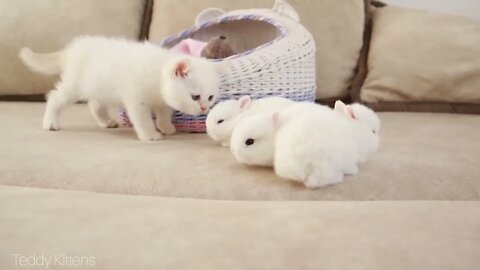 White kitten and white tiny bunnies