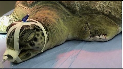 Wildlife officials issue warning after sea turtle suffers injuries, has flipper amputated