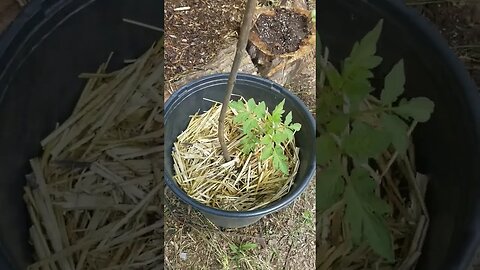 Update On My Backyard Garden. IRL Stardew Valley. #gardening #garden #diy #selfsufficiency