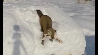 Pine Marten evades the Raven