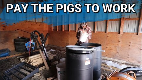 How We Are Paying Our Pigs To Do Our Work So We Don't Have To | Farmvlog