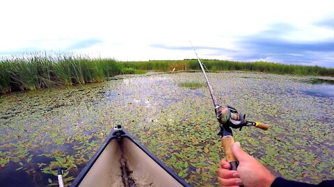 CANOE Topwater Frog Fishing CHALLENGE !!!