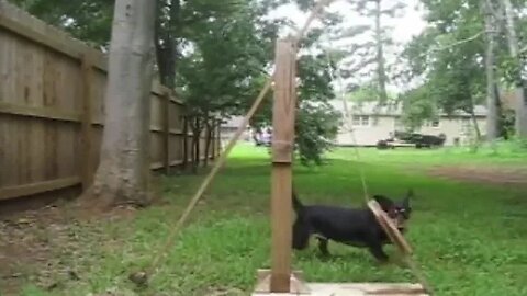 Owner makes a toy catapult for his dog