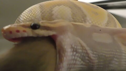 Warning Banana Live Feeding Part 2 #LiveFeeding #PogosPythons #BallPython