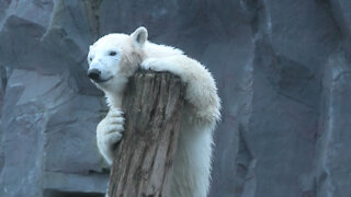 Compilation of zoo animals trying to scratch their itches