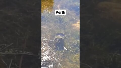 Turtle Swimming at Joondalup Lake #inperth