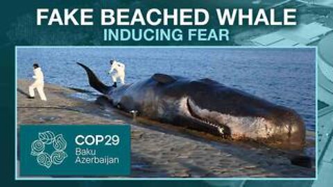 Fake Beached Whale Near UN ‘Climate’ Summit Aimed at Inducing Fear