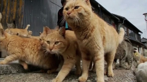 Japanese Cat Island