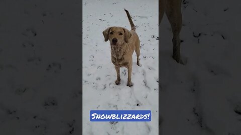 Wees LUVS snow 🐾 #snowdogs #welovesnow #lifewithdogs