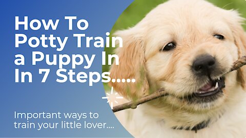 How to Potty Train a Puppy In 7 Easy Steps.