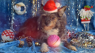 Do Not Give Your Dog These Foods During the Holidays