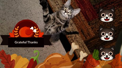 Cute Kitties Get Catnip Stuffed Cat Toys for Thanksgiving 🍞 🍗 🥧 🦃 😽