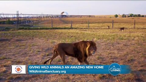 A Home That Dignifies Animals // Wild Animal Sanctuary