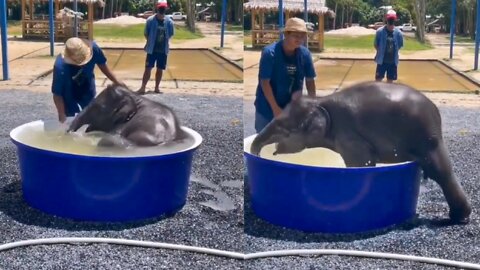 Bath time for this baby elephant! 😍