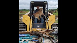 Cattle dog joins owner for a day of work in a skidsteer