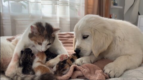 Cats and Puppies frends