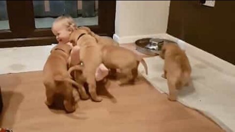 A whole lotta pups! Adorable little dogs pile on top of baby girl