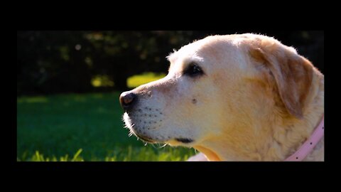 The Last Day | Saying Goodbye To My Family Dog