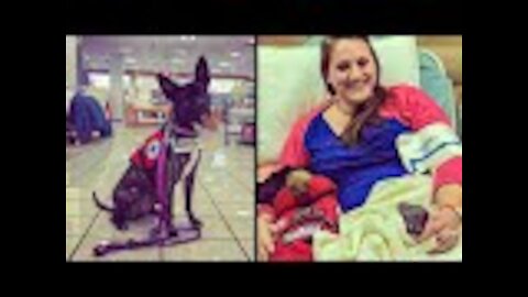 Rude Kid Hits Service Dog and Owner Teaches Her a Lesson She Won't Forget