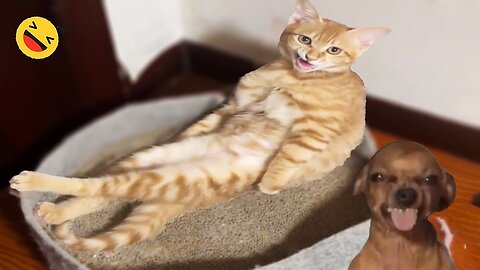 New Funny Animals 😂 Funniest Cats and Dogs Videos 😺🐶 Part 126