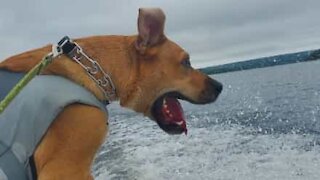 Ce chien adore sa première expérience sur un bateau