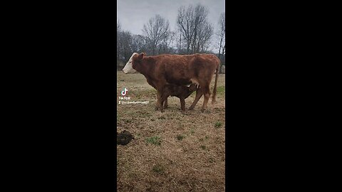 Newborn baby bull calf.