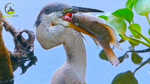 Amazing Wildlife Eat - Otter Pups, Herons, and Alligator Feast on Fish and Eels