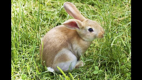 funny rabbit happy to play in the sand