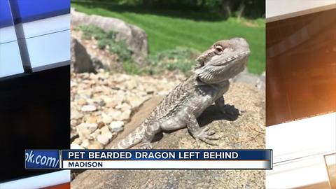 UW-Madison bearded dragon