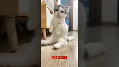 OMG! Adorable Cat🐱 Very Cute Cats #shorts #ytshorts