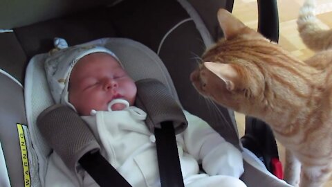 First time the kitten sees a baby