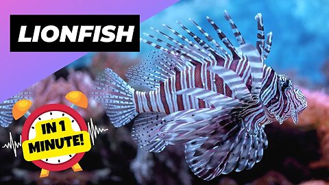 Lionfish - In 1 Minute! 🐡 One Of The Most Dangerous Ocean Creatures In The World | 1 Minute Animals